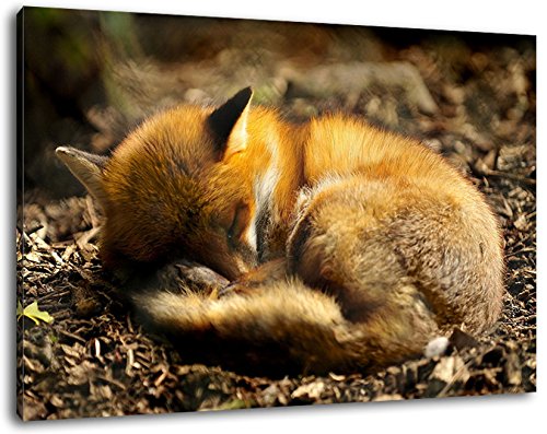 Schlafender Fuchs im Wald Format:80x60 cm Bild auf Leinwand bespannt, riesige XXL Bilder komplett und fertig gerahmt mit Keilrahmen, Kunstdruck auf Wand Bild mit Rahmen, günstiger als Gemälde oder Bild, kein Poster oder Plakat