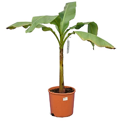 Winterharte Japanische Faserbanane - Musa basjoo - Bananenpflanze - Gesamthöhe 100+ cm - Topf Ø 30 [8727]
