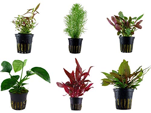 Tropica Mitte Set mit 6 Topf Pflanzen Aquariumpflanzenset Nr.23 Wasserpflanzen Aquarium Aquariumpflanzen