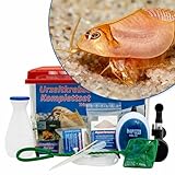 AQ4Aquaristik Triops Starter Set - Urzeitkrebse - 6 Liter - mit Filter, Luftpumpe, Kescher, Zubehör, Futter und Anleitung, Triops longicaudatus (rot)