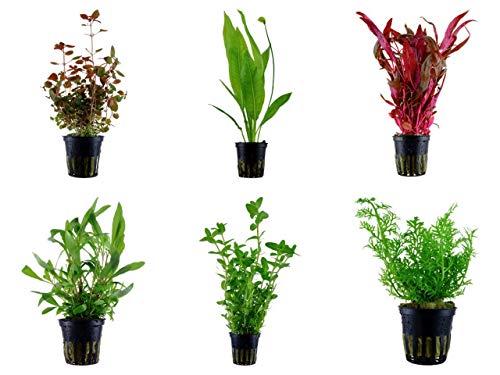 Tropica Hintergrund Set mit 6 Topf Pflanzen Aquariumpflanzenset Nr.24 Wasserpflanzen Aquarium Aquariumpflanzen