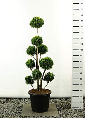 Hecken Formschnitt Gartenbonsai - Chamaecyparis lawsoniana Stardust - Zypresse - Multibol - verschieden Größen - (Gesamthöhe 150-170 cm - Topf 20 Ltr.)