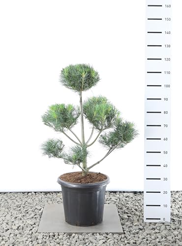 Weymouth Kiefer - Formgehölz Formschnitt - Pinus strobus - Gesamthöhe 100-125 cm - Topf 20 Ltr - Multiplateau