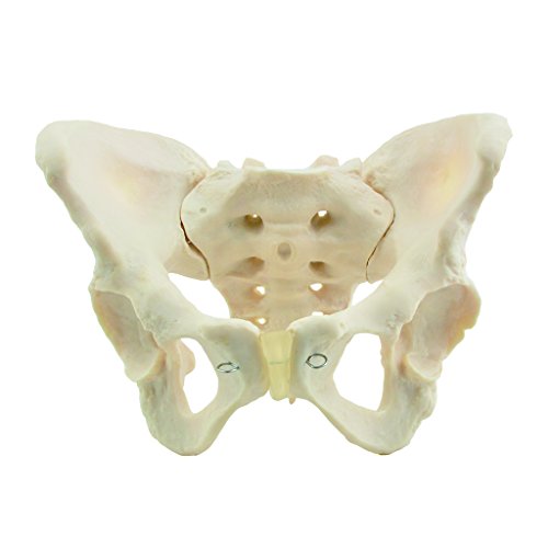 HEINESCIENTIFIC Skelettmodell weibliches Becken von MP24 - Anatomische Modelle