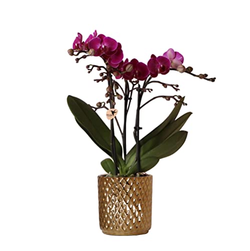 Kolibri Orchids | lila Phalaenopsis-Orchidee - Morelia + Diamant-Dekotopf gold - Topfgröße Ø9cm - 40cm hoch | blühende Zimmerpflanze - frisch vom Züchter