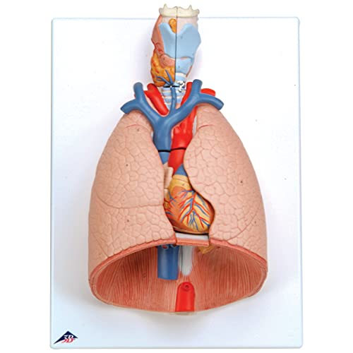 3B Scientific menschliche Anatomie - Lungenmodell mit Kehlkopf, 7-teilig - 3B Smart Anatomy
