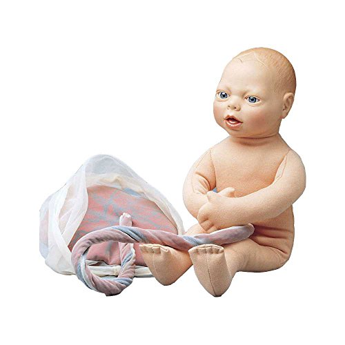 Fetus-Modell, Baby Kindslagen Kindsstellungen, Urologie Modell, lebensgroß
