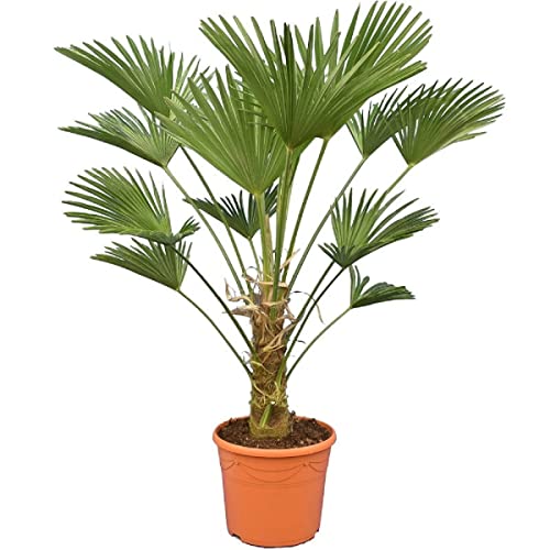 Trachycarpus wagnerianus, Hanfpalme, Palme, Winterhart - Gesamthöhe 110-130 cm - Stammhöhe 30-40 cm - Ø 35 cm [6953
