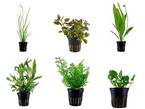 Tropica Hintergrund Set mit 6 Topf Pflanzen Aquariumpflanzenset Nr.25 Wasserpflanzen Aquarium Aquariumpflanzen