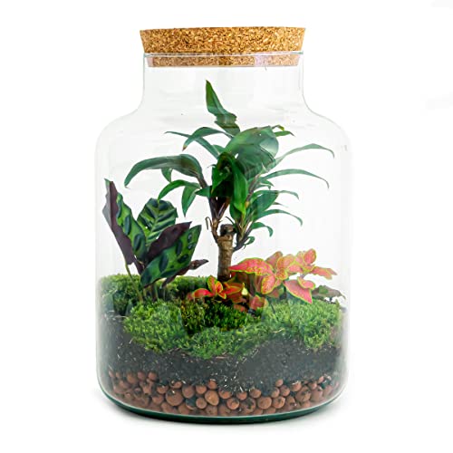 Flaschengarten • Milky Palm • Pflanzen im Glas • ↑ 30 cm - DIY - Terrarium Komplett Set - Pflanzenterrarium - urbanjngl