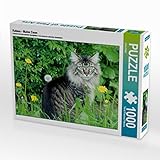 Katzen - Maine Coon 1000 Teile Puzzle quer