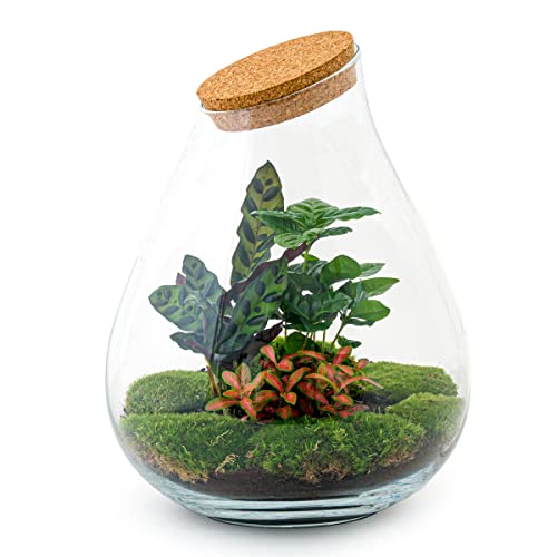 Flaschengarten • Drop XXL Rot • Ökosystem mit Pflanzen im Glas • ↑ 37 cm - urbanjngl