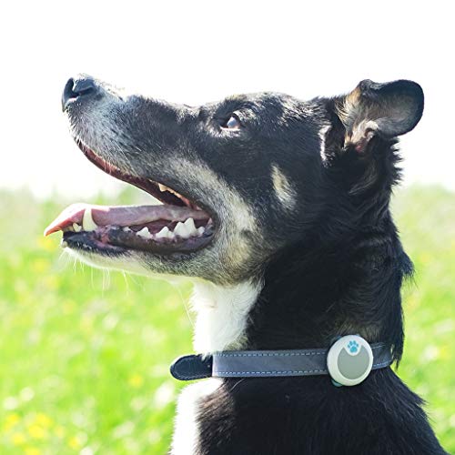 Sure Petcare iBM001 Animo - Verhaltens- & Aktivitätsmonitor für Hunde, grau