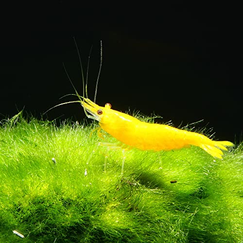 AQ4Aquaristik Yellow Fire Zwerggarnele 10 Tiere- Gelbe Neocaridina davidi Garnele, für Einsteiger geeignet, leicht zu züchten