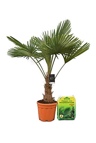 AKTIONSPAKET Winterharte Hanfpalme - Trachycarpus fortunei - Größe 140-160cm - Stamm 30-40cm - Topf Ø 31cm inkl. 10l Bioflor Palmenerde [7727]