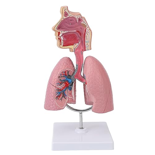 Modell des Atmungssystems, Realistisches Abnehmbares Menschliches Lungenmodell, Biologisches Unterrichtsmodell für das Atmungssystem der Schule, Lehrmittel Zur Anzeige