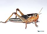 Heuschrecken subadulte 300 Stück Wanderheuschrecken Futterinsekten Reptilienfutter