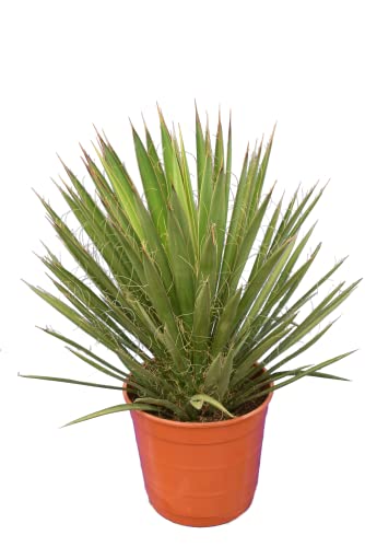 Yucca filifera - Gesamthöhe 50-70 cm - Topf Ø 23 cm [7693]