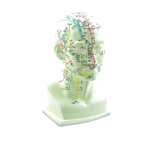 HEINESCIENTIFIC Akupunkturmodell vom Kopf von MP24 Anatomische Modelle