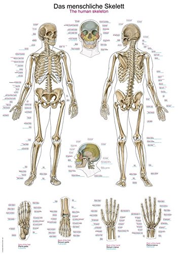 Anatomische Lehrtafel "Das menschliche Skelett" | ca. 70 x 100 cm