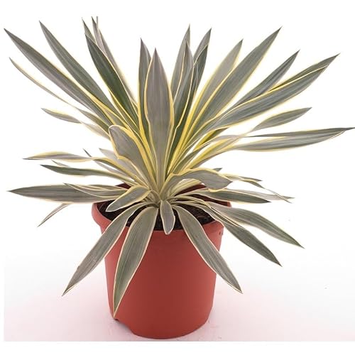 Lilie - Palme - Yucca gloriosa Citrus - Fädige Palmlilie - Gesamthöhe: 50-70cm, Topf: Ø 26 cm - 8,4 ltr. [9323]