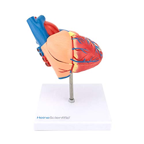 HeineScientific menschliches Herzmodell