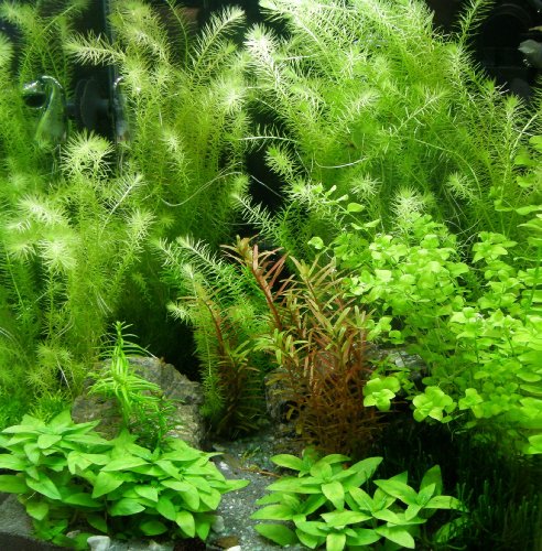 6 Bund - ca. 40 Aquariumpflanzen + Dünger, algenmindern, Bunte Unterwasserwelt - Mühlan