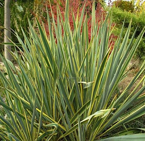 Fädige Palmlilie - Yucca filamentosa 'Variegata' - 60-80cm Topf Ø 25 cm [4114]