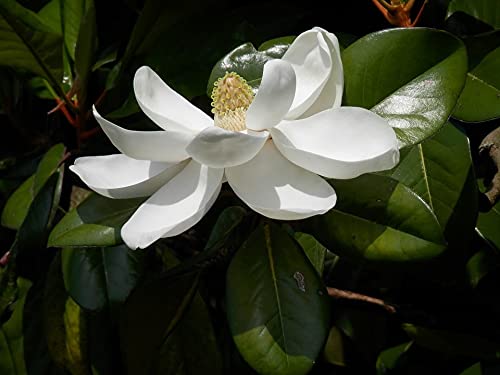 Frühlingsblüher - Magnolienbaum - cremeweiße Blüten - Magnolia grandiflora gloriosa - Gesamthöhe 40+ cm - Topf Ø 17 cm [7304]
