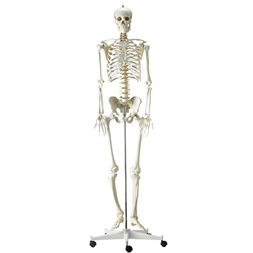 HeineScientific Menschliches Skelettmodell in Originalgröße