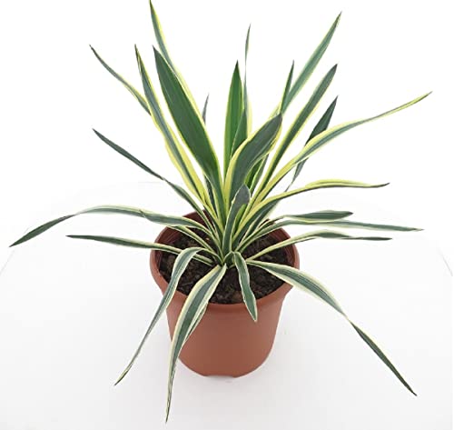 Pflanzenfuchs® Yucca Gloriosa Variegata - Fädige Palmlilie - Gesamthöhe: 60-70cm, Topf: Ø 26 cm - 8,4 ltr.