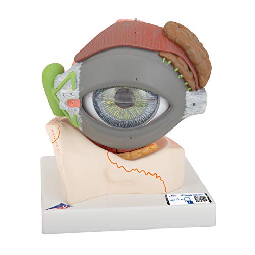 3B Scientific Menschliche Anatomie - Auge, 5-fache Größe, 8-teilig - 3B Smart Anatomy