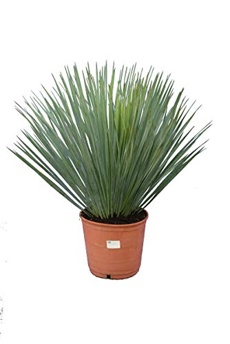 SONDERANGEBOT ! Palmenlilie - Yucca rostrata - Blaublättrige Yucca - Gesamthöhe 50-70cm - Topf Ø 26cm [7886]
