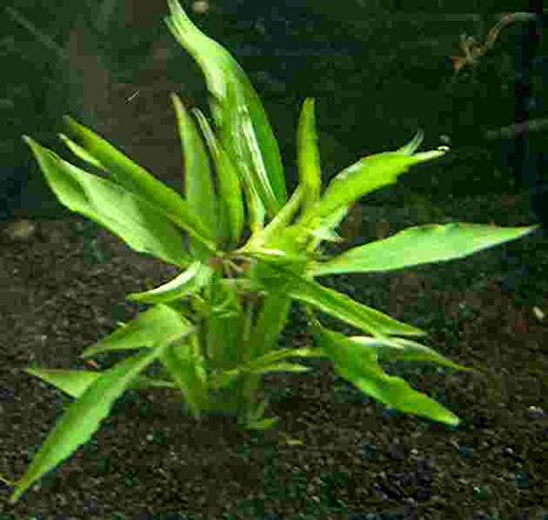 Mühlan - 10 Bund Kirschblatt - Hygrophila corymbosa / Riesenwasserfreund, sehr robust