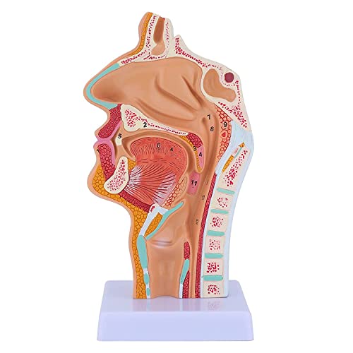 RUSWEST Nasen HöHlen Hals Anatomie Modell Menschliches Anatomisches Pharynx Larynx Modell für Studenten Studien Display Lehre