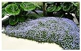 10 x Isotoma fluviatilis (Winterhart/Staude/Bodendecker/Mehrjährig/Stauden) Blauer Bubikopf/Gaudich - Dauerblüher - Tolle Blütenpracht den ganzen Sommer und Herbst - Bienenfreundlich - Rasenersatz
