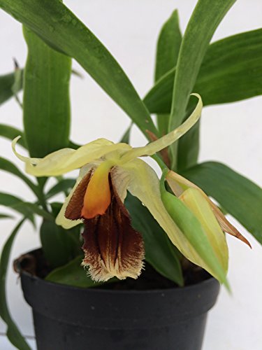 1 blühfähige Orchidee der Sorte: Coelogyne cristata, traumhafte Orchidee vom deutschen Züchter