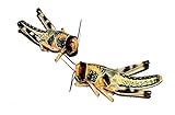 Heuschrecken mittel 300 Stück Wüstenheuschrecken Futterinsekten Reptilienfutter