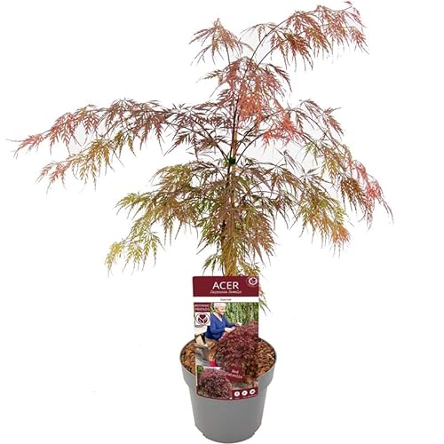 Ahorn palmatum Garnet- roter japanischer Fächerahorn - der meistverkaufte Ahorn WELTWEIT verschiedene Größen (50-60cm - 3ltr.)