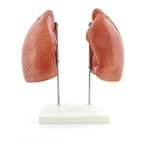 HeineScientific Lungenmodell