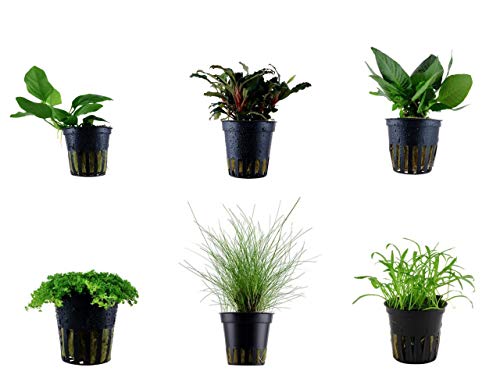 Tropica Vordergrund Set mit 6 Topf Pflanzen Aquariumpflanzenset Nr.21 Wasserpflanzen Aquarium Aquariumpflanzen