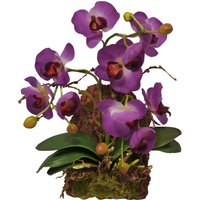Hänge-Orchidee