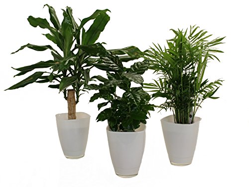 Dominik Blumen und Pflanzen, Carribean-Set, Dracena fragans, Kaffee-Pflanze mit Zimmerpalme und Dekotopf, weiß