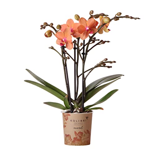 Kolibri Orchideen | Orange Phalaenopsis Orchidee - Mineral Bolzano - Topfgröße Ø9cm | blühende Topfpflanze - frisch vom Züchter