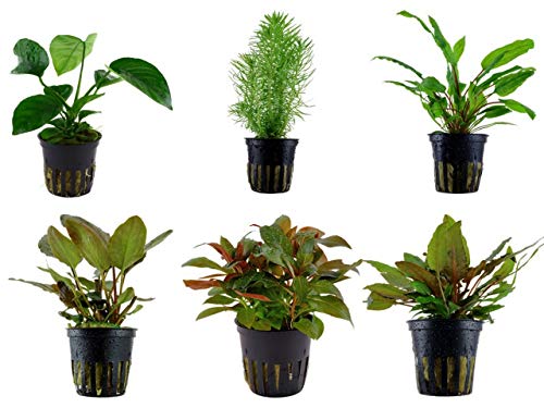 Tropica Mitte Set mit 6 Topf Pflanzen Aquariumpflanzenset Nr.32 Wasserpflanzen Aquarium Aquariumpflanzen
