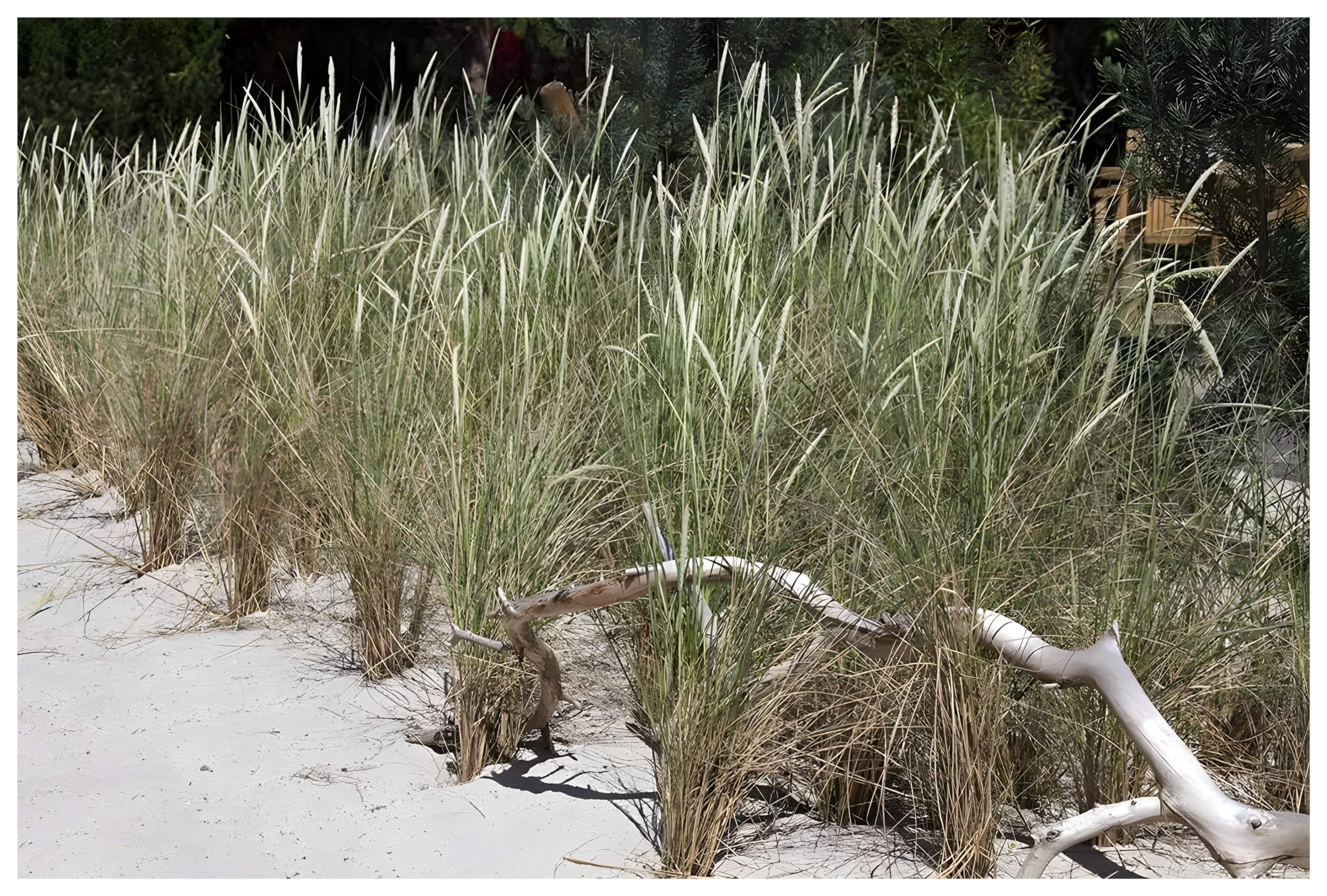 10 x Ammophila arenaria im 1 Liter Topf (Ziergras/Gräser/Winterhart/Mehrjährig/Wintergrün/Stauden) Strandhafer/Dünengras/Seehafer - holen sie sich ihr Urlaubsfeeling in den Garten - von Stauden Gänge