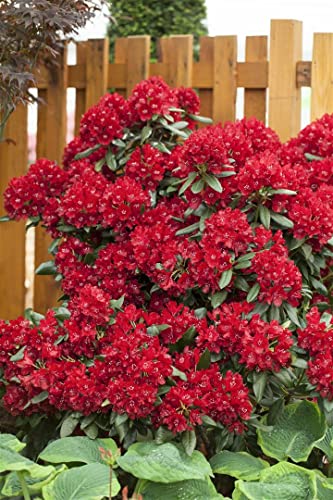 Rhododendron Hybr.'Sammetglut' C 5 30-40 Rhododendron 'Sammetglut',winterhart, deutsche Baumschulqualität, im Topf für optimales anwachsen