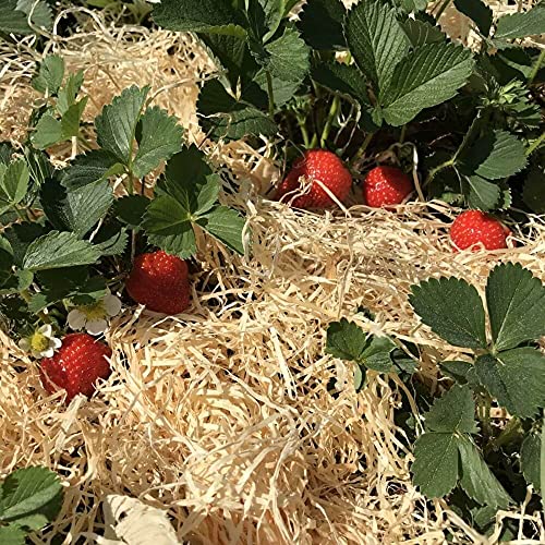 Holzwolle für Erdbeeren 10Kg - Erdbeer Holzwolle unbehandelt aus Deutschland - Stroh für Erdbeeren - Erdbeer und Gemüsewolle - 100% naturbelassen und kompostierbar