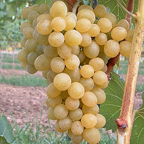 Weintraube Glenora gelbe Weinrebe knackig saftig wenig Kerne 3,5 Liter Topfballen