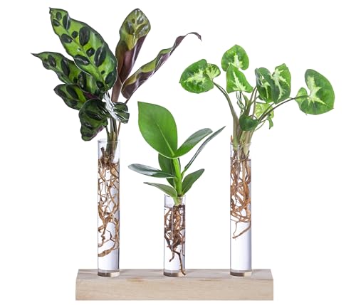 Dehner Waterplant Set, Wasserpflanzen in Reagenzgläsern, 3-teilig, je 1x Balsamapfel, Korbmarante, Purpurtute Pixie, je ca. 18-20 cm, Zimmerpflanze